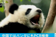 【中国】パンダにもPCR検査　170頭以上に