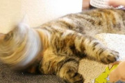 【画像多め】ワイ「ネッコやんけ！ちゅーしたろ」ﾌﾞｯﾁｭｩｰ　猫「ぐるるーん」