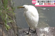 【富山】暑さによるストレスでサギ大量死　７１羽の死骸を回収