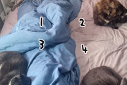 あれ?1匹多くね？ベッドで眠る猫たちの様子を見て気が付いた飼い主