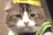 盲導犬、警察犬←いる、盲導猫、警察猫←いないｗｗｗｗｗｗｗｗｗｗｗｗｗｗｗｗｗｗｗｗ