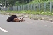 【動画】鹿さんが熊に食べられてしまう