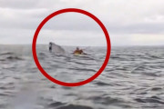【チリ】カヤックの男性、クジラに丸ごと飲み込まれる