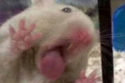 「なぜハムスターはケージを舐めるんですか？」という質問に対する回答が無情
