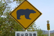 北海道のヒグマの数、30年間で2.6倍に爆増
