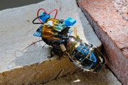 【速報】ゴキブリを生きたままラジコンにすることに成功「サイボーグゴキブリ」