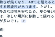 【朗報】ゴキブリさん、気温35℃以上で動きが鈍くなることが判明