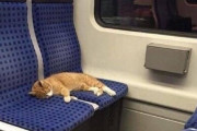 【ねこ画像】ねこ電車に乗車中、カーテンクライミング、読書妨害 ほか