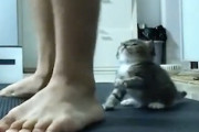 【ネコ】トレーニング中の飼い主さんに近づいてしまった子猫ちゃんが(*´д｀*)