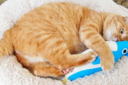 ワイ「猫ちゃんに高級なおもちゃ買ってあげたで！」猫「なにこれ？いらんわ...」
