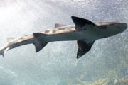 【衝撃】グリーンランドでとんでもないサメが発見されるｗｗｗｗｗｗｗｗ（画像あり）