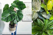 【急げ画像】このよくわからん草が100万円！？ コロナ以降の「雑草バブル」がさらにとんでもないことになってきたァ！ｗｗｗｗ