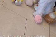 【動画】佐藤楓のペット、飼い主に似るwww【乃木坂46】