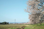 【画像】いい天気だから桜みにきたｗｗｗｗｗｗ