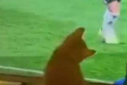 子ネコ飼いがテレビを見ていた。猫じゃらしはいらない → サッカーの試合を流せばこうなります…