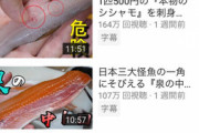【悲報】きまぐれクックさん、魚を捌くだけで日本一のYouTuberを超えてしまう