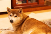 柴犬とかいう頭が悪く嫉妬深いくせにかわいがられるとすぐ懐く犬