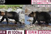 ヒグマさん、2ヶ月で100キロの激太り