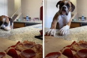 隠し撮りで検証！キッチンに置かれたピザにワンちゃんはどんな反応を見せるのか？！