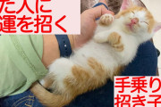 【ねこ動画】手乗り招き招き子猫【再】