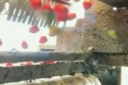 【動画】全自動トマト仕分け機、ガチで凄すぎる　想像の10倍凄い