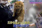 【画像】　極悪ネッコ将、逮捕されるｗｗｗｗｗｗｗｗｗｗ