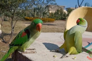 ワカケホンセイインコがオオホンセイインコにアピールする動きが、無駄に大きくてなんだか面白い