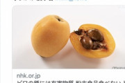 【悲報】SNSの反ワク界隈で｢ビワの種は万能薬｣という説が広がる→農水省｢有害物質だからビワの種は食べるな｣