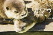 【閲覧注意】公園を散歩していたおっさん、カワウソ20頭にしばかれて死にかける