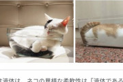 お前ら「ガラスは液体！猫は液体！」←頭悪すぎて泣けてくるわ