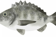 チヌが釣り対象として大人気な理由