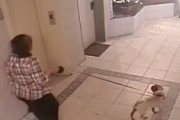 【馬鹿】エレベーターで愛犬を殺しかけたお馬鹿な飼い主の映像。