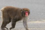 【徳島】体長５０センチの猿、ランニング中の男性に抱きつく…振り払っても５００メートル追尾