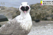 【動画】カモメさん、ウサギさんを丸呑みｗｗｗｗｗｗｗｗ