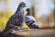 ベランダに鳩がきて苦労してるんだが　鳩を追い払う方法教えて