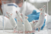 中国「オスのネズミの妊娠・出産に成功した」　世界で批判殺到