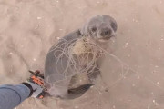 釣り糸が絡まっていたオットセイが救出してくれた人間に感謝？