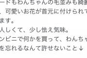 【悲報】チワワ、コンビニの入り口に紐で繋がれて捨てられる