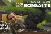 「マイ盆栽欲しい」盆栽の聖地！大宮盆栽美術館に行ってみた 海外の反応
