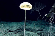 かわいい？　まるでE.T.みたいな新種の深海生物が発見される　NOAA海洋探査研究チーム