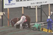 【ばんえい競馬】出走馬の顔蹴った疑いで騎手ら5人を動物愛護法違反で書類送検