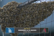 大谷出場試合、ハチの影響で試合開始遅れる珍事