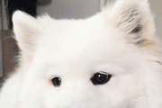 【画像多め】サモエドとかいう犬、かわいすぎる…これは癒しーヌwwww