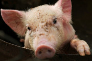 史上初のキメラ、サルの細胞を宿した2匹のブタが誕生。その１週間後に死亡
