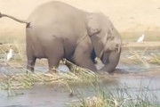 【動画】ゾウさん、ワニをやっつける