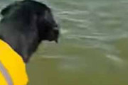 【イヌ】 飼い主が湖に飛び込んだ。続いて犬も。でも怖くて無理だワン！ → だが、しかし…