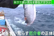 「ほぼ全滅です」水揚げされる頭部のない鮭、アザラシによる食害が深刻化