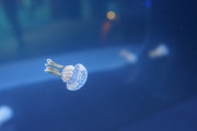 【画像】この世に存在するガチで奇妙な生物。