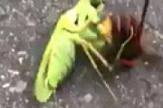 【動画】 スズメバチとオオカマキリが大バトル ⇒ まさかの結末に絶句・・