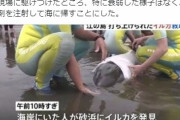 【地震前兆】9日、神奈川県・江ノ島の砂浜に「イルカ」が打ち上げられているのを発見…6日には静岡県下田でも「イルカ」が打ち上げられていた模様